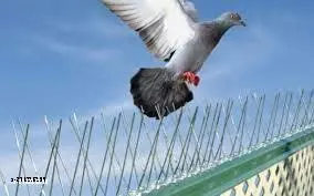 Pigeon Kaate